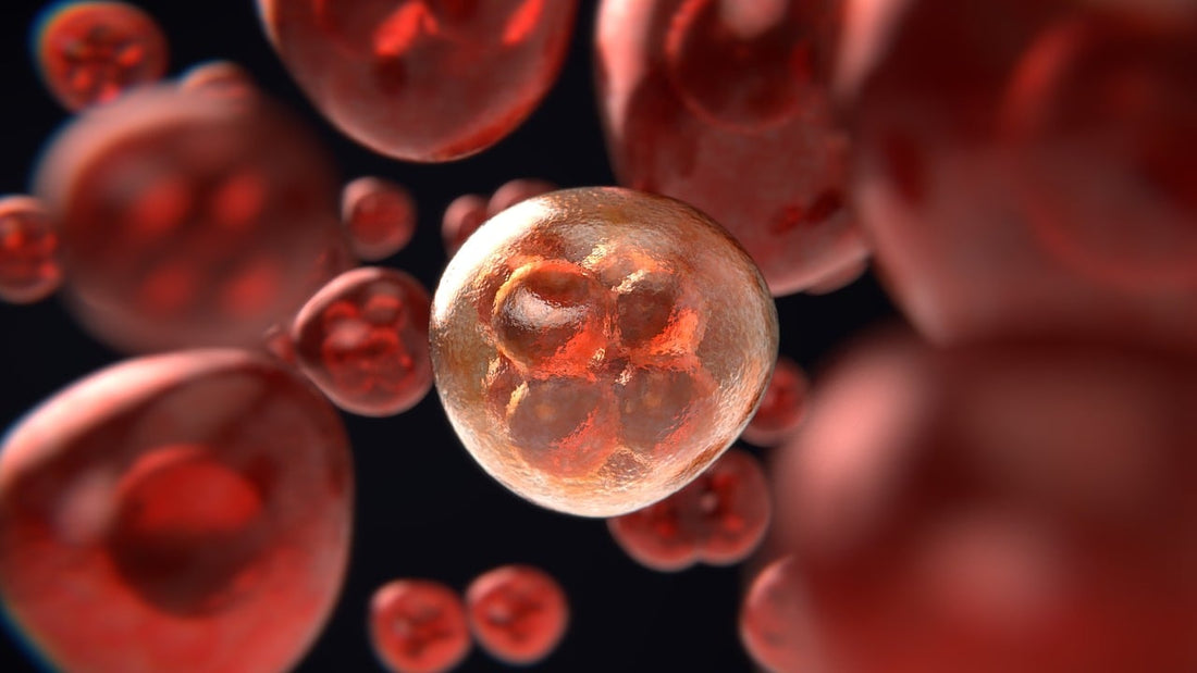 stem cell